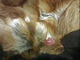 fur cum